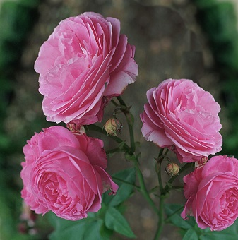 бурбонские розы