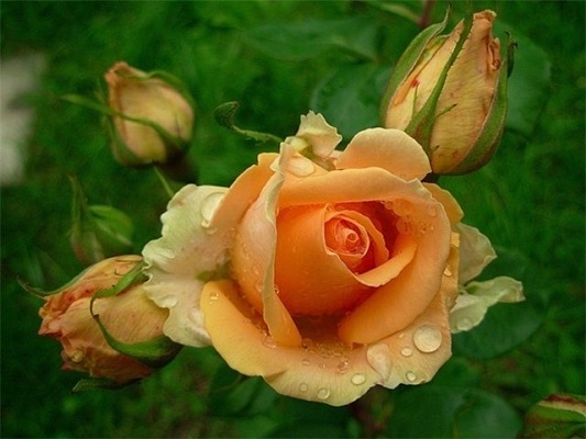 розы чайно-гибридные фото