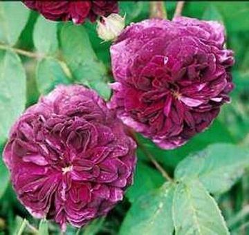 foto галльских роз