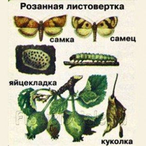 вредители роз listovertka rozannaya