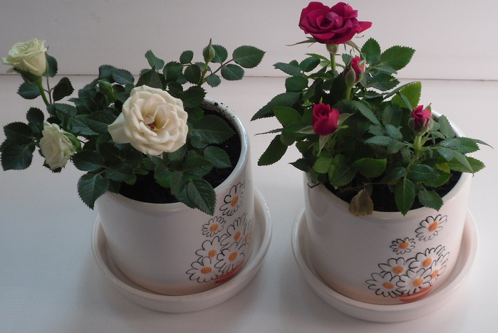 миниатюрные розы фото