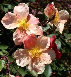 mutabilis роза китайская 
