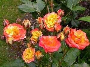 полиантовая роза
