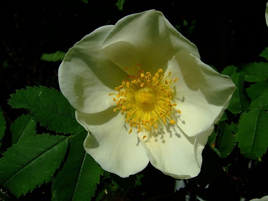 rozi Spinosissima