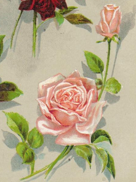 древний сорт розы La France