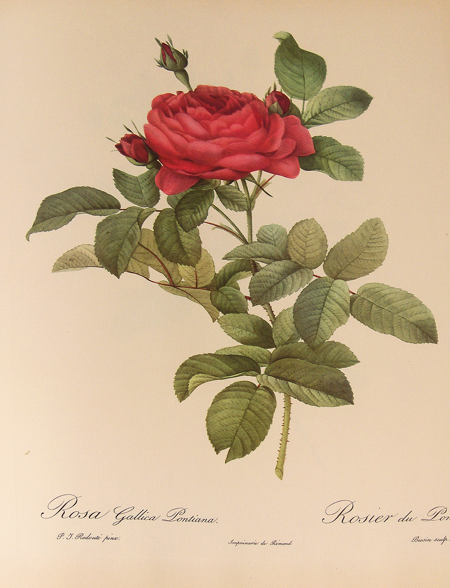 картина роза Gallica