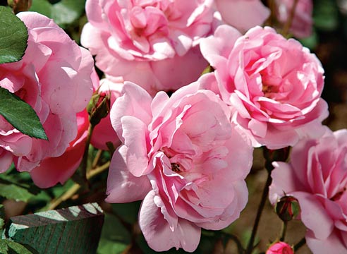rozi-floribunda