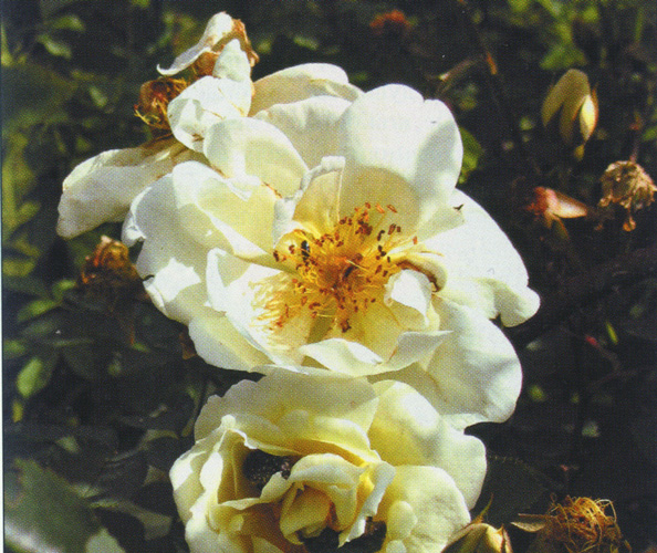 бедренцеволистная роза фото