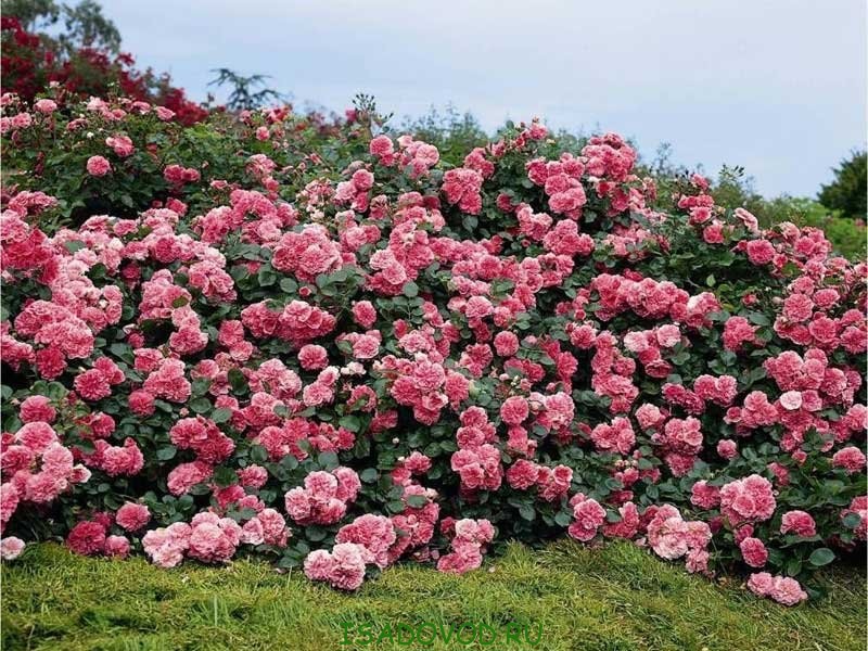 Почвопокровные розы вдоль дорожки (76 фото)