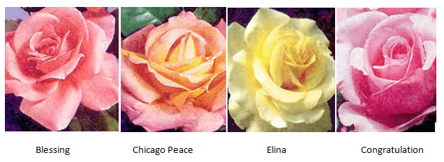 фото чайно-гибридные розы