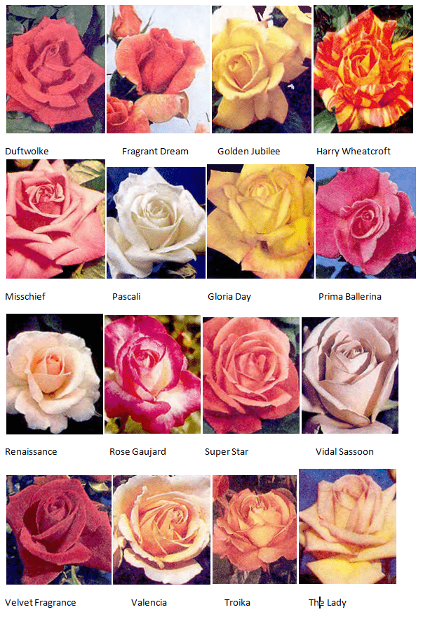 чайно-гибридные розы сорта картинка