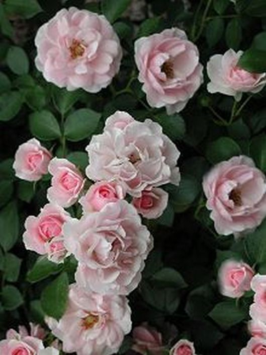 фото почвопокровных роз