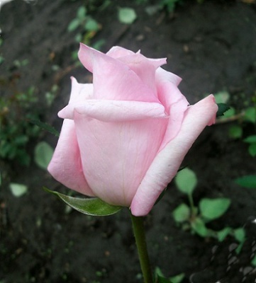 роза Арженталь фото