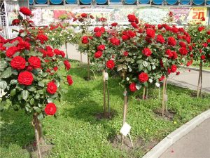 штамбовые розы