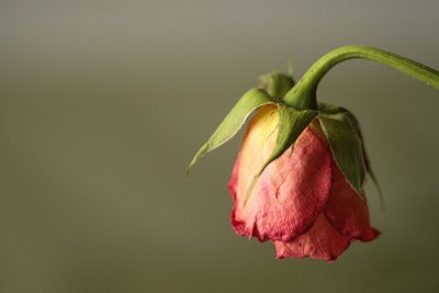 wilting rose фото