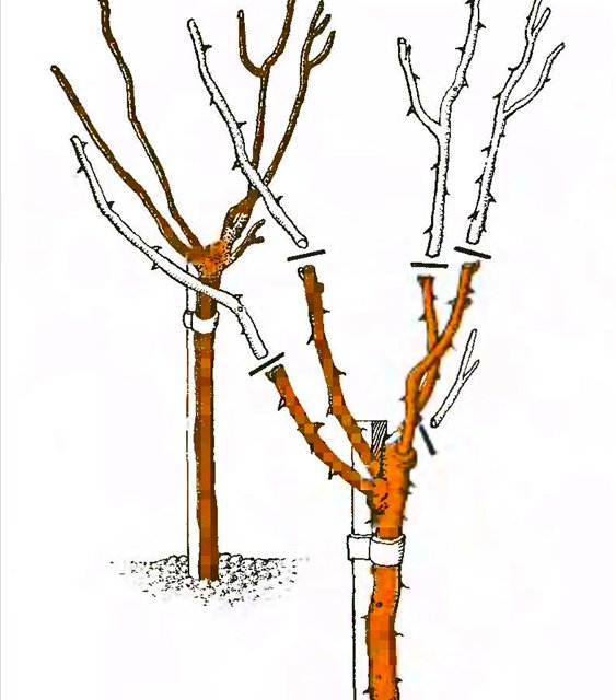 Pruning long stems in a standard rose