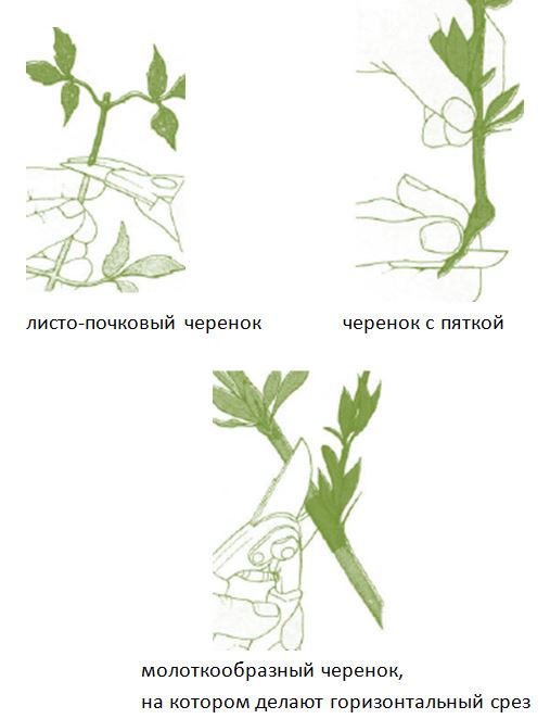 Хризантемы как черенковать в домашних условиях