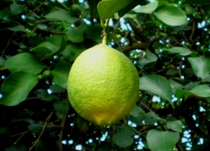 сорт лимона Джено фото 