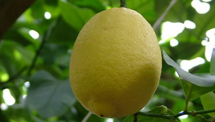 новогрузинский лимон фото