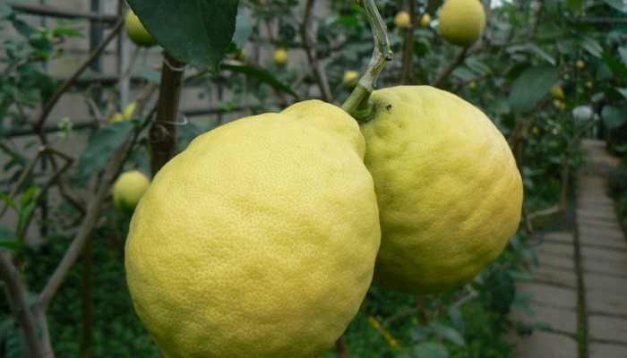 Майкопский сорт лимона