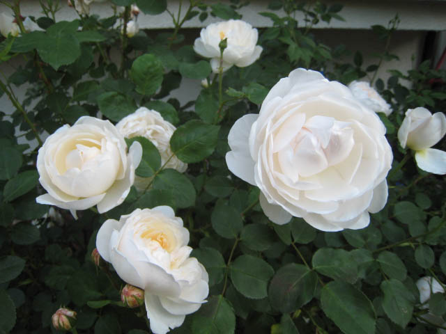 Сорта белых английских роз: названия, фотографии и отзывы