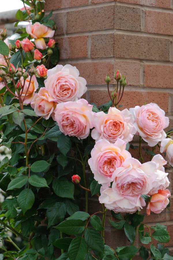 A Shropshire Lad