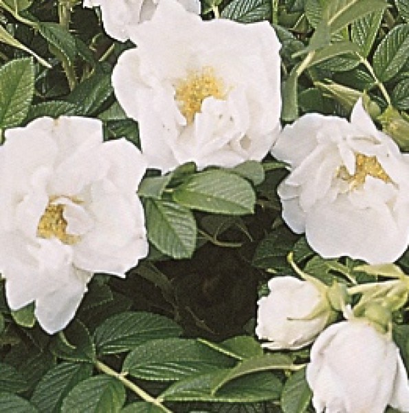 Rosa rugosa Schnee-Eule