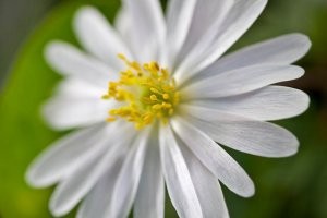 анемона White Splendour