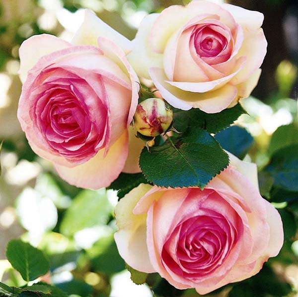 Красивые розы в природе - 72 фото