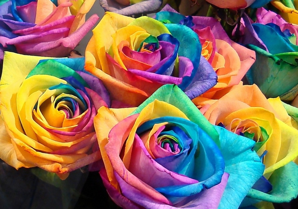 Фото самых красивых роз