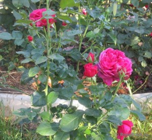 shrub rose Soul