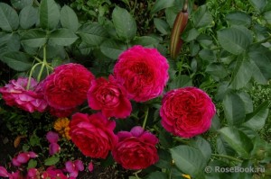 soul variety of roses