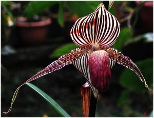 орхидея Золото Канибалу
