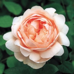 Ambridge Rose 1