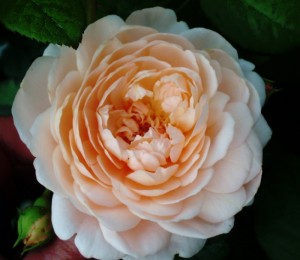 Ambridge Rose 2