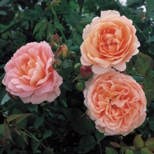 Ambridge Rose