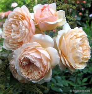 Ambridge Rose 4