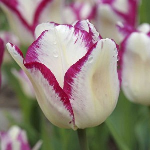 Affaire Tulip