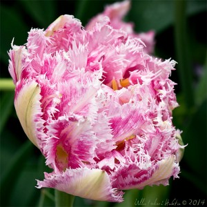 Cool Crystal Tulip