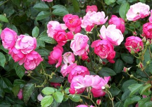 Kordes' Rose Angela®1