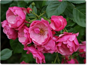 Kordes' Rose Angela®2