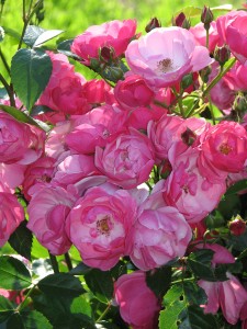 Kordes' Rose Angela®3