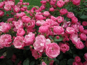 Kordes' Rose Angela