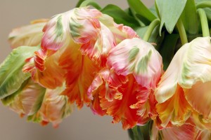 parrot tulips