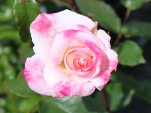 cremeweiße Blüten mit leichter Rosatönung, reichblühend