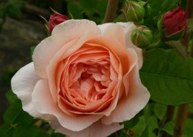 Englische Rose ‘Ambridge Rose’ ® – Rosa ‘Ambridge Rose’ ®