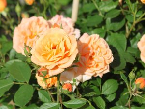 orange-apricotfarbene Blüten mit langer Haltbarkeit, kompakt und buschig wachsend