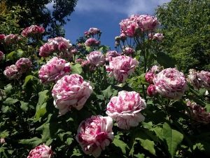 Variegata di Bologna