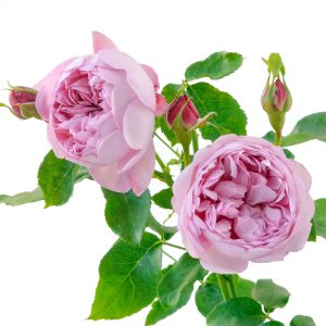 роза Charles Rennie Mackintosh