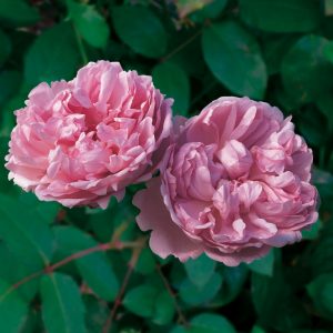 роза цветок Charles Rennie Mackintosh